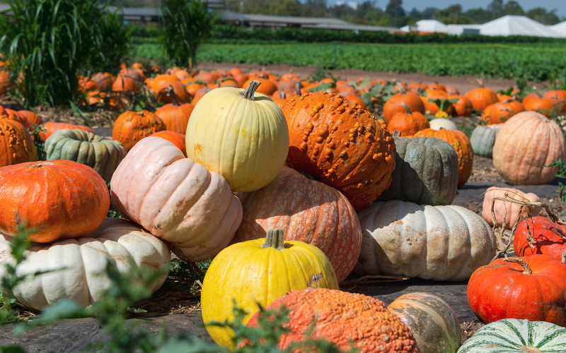 A stack of colourful pumpkins at a pumpkin patch